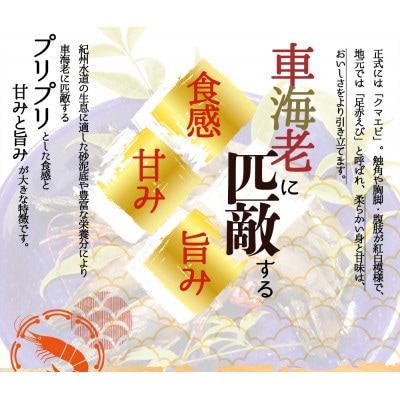 天然足赤えび540g 化粧箱入 ※2025年11月下旬頃～2026年1月下旬頃発送【uot772A】