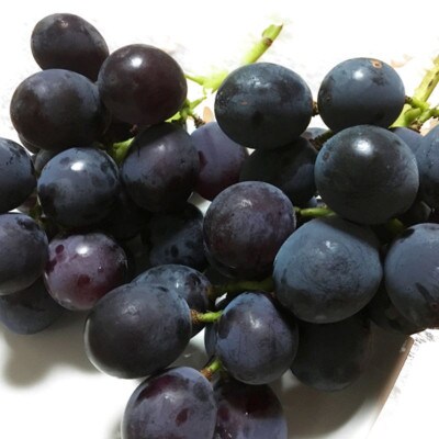 紀州有田産 ブラックオリンピア(ハチミツぶどう)  約2kg【uot005】