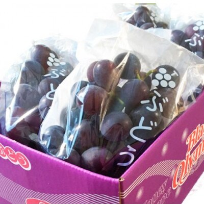 紀州有田産 ブラックオリンピア(ハチミツぶどう)  約2kg【uot005】