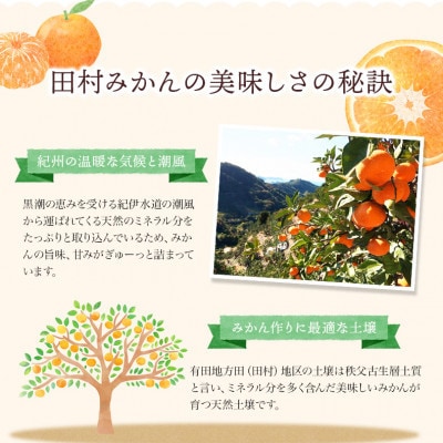 高級ブランド 田村みかん 10kg【uot505A】