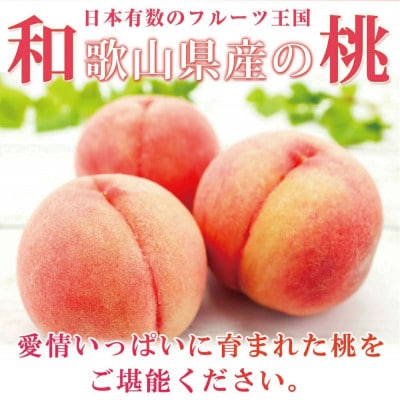 紀州和歌山産の桃 15玉 化粧箱入【uot780A】