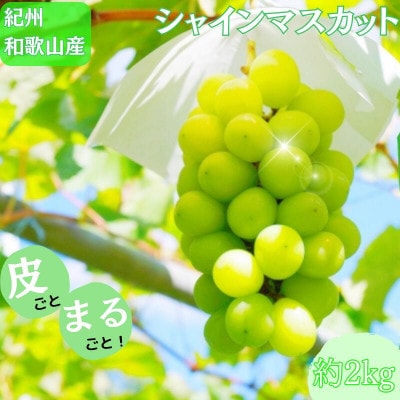 紀州和歌山産 シャインマスカット 約2kg【uot798】