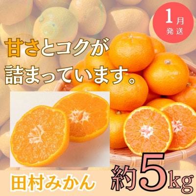 【発送月固定定期便】旬のフルーツ定期便 【田村みかん 紀州デコ 桃】 【tkb313】全3回