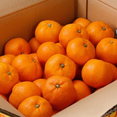 【2025年12月発送予約】 ご家庭用 有田みかん 約2kg 光センサー選別【nuk159-12A】