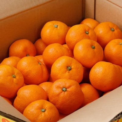 【11月発送予約】 ご家庭用 有田みかん 約4kg+250g 光センサー選別【nuk148-11A】