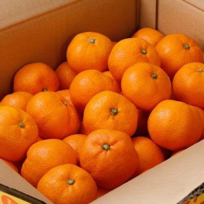 【11月発送予約】 ご家庭用 有田みかん 約8kg+250g 光センサー選別【nuk100-11B】