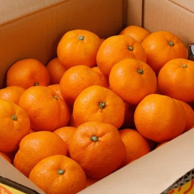 【12月発送予約】 ご家庭用 有田みかん 約8kg+250g 光センサー選別【nuk100-12B】