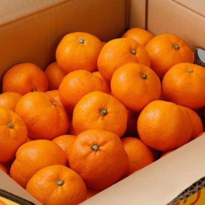 【11月発送予約】 家庭用 有田みかん 約10kg+250g 光センサー選別【nuk101-11B】