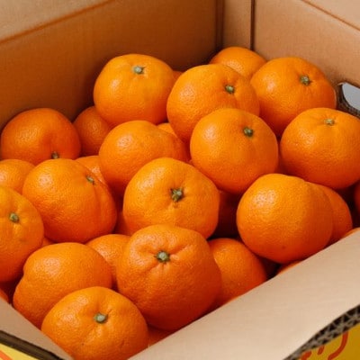 【12月発送予約】 家庭用 有田みかん 約10kg+250g 光センサー選別【nuk101-12B】