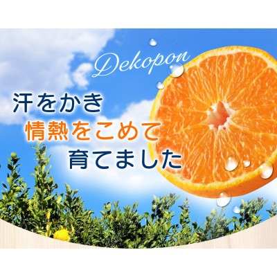 こだわりの 不知火デコポン 約5kg 光センサー選別【nuk111C】