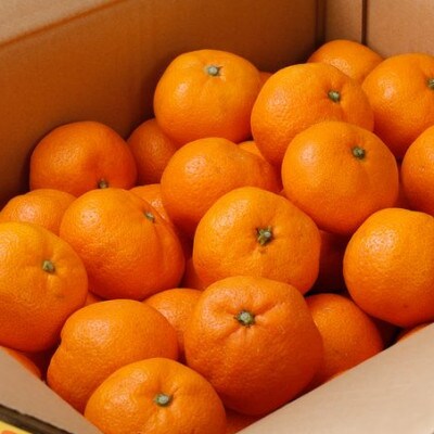 【25年12月～順次発送】ご家庭用 有田みかん 約8kg+240g【nuk100sato】