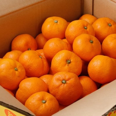 【25年12月～順次発送】 家庭用 有田みかん 約10kg+300g【nuk101sato】