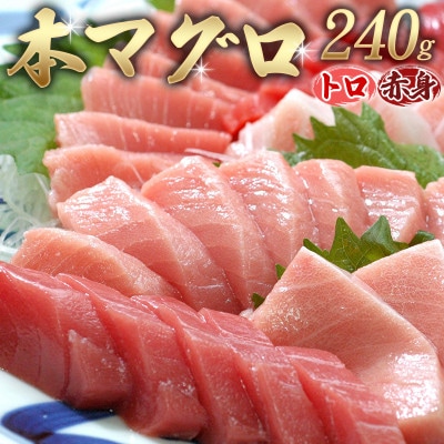 本マグロ(養殖)トロ&赤身セット 240g【nks113】