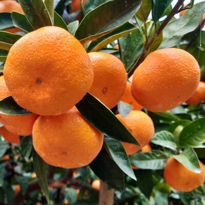 [秀品]和歌山有田みかん 9kg(2Lサイズ) 【tec831B】