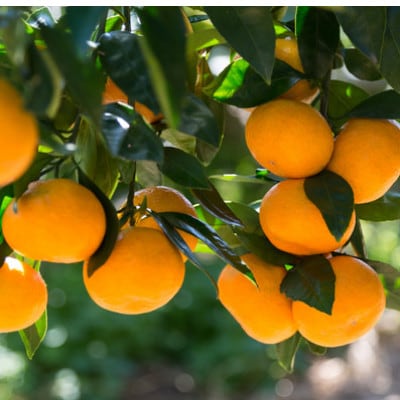 [秀品]和歌山有田みかん 5kg (SサイズまたはMサイズ)【tec833B】