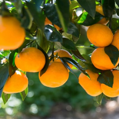 [秀品] 和歌山有田みかん 5kg (MサイズまたはLサイズのいずれか)【tec834B】