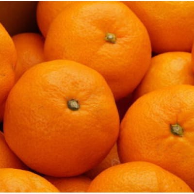 [秀品] 和歌山有田みかん 5kg (MサイズまたはLサイズのいずれか)【tec834B】