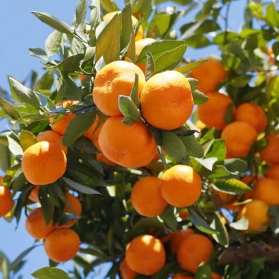 [秀品]和歌山有田みかん約5kg(S～Lサイズ混合)【tecj1025A】