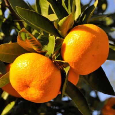 【産直・秀品】和歌山下津みかん 約5kg (SサイズまたはMサイズのいずれか) 【tec870B】