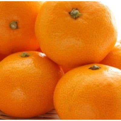 【産直・秀品】和歌山下津みかん 約5kg (MサイズまたはLサイズのいずれか) 【tec871A】