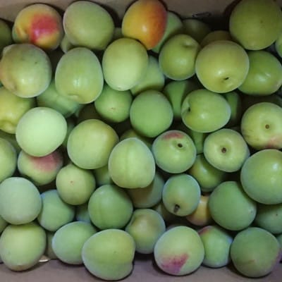 【和歌山名産】南高梅 約5kg サイズ混合【tec913A】