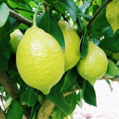 有田産の安心 国産 レモン 約5kg(サイズ混合)【tec938A】