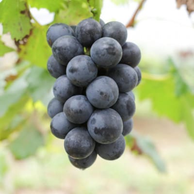 和歌山かつらぎ町産 たねなしピオーネ 約2kg【tec500B】