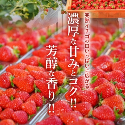 【12月以降順次発送】まるで赤いサファイア!!丹精込めた完熟いちご!約1350g　H130-011