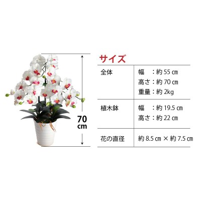 綺麗で丈夫な三河陶器で贈る 光触媒胡蝶蘭大輪3本立(白色の陶器×白桃色の花)　H100-077