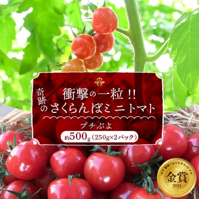 【事前受付】【お試し】衝撃の一粒!!さくらんぼミニトマト(プチぷよ) 約500g　H004-119