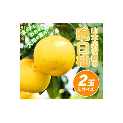 【先行予約】山本果樹園の晩白柚 2玉(Lサイズ)《12月中旬-3月中旬頃出荷》