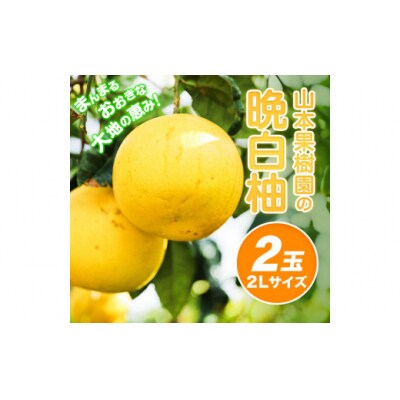 【先行予約】山本果樹園の晩白柚 2玉(2Lサイズ)《12月中旬-3月中旬頃出荷》