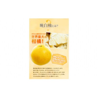 【先行予約】山本果樹園の晩白柚 2玉(2Lサイズ)《12月中旬-3月中旬頃出荷》