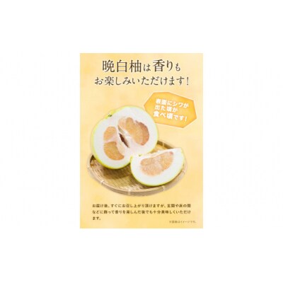 【先行予約】山本果樹園の晩白柚 2玉(2Lサイズ)《12月中旬-3月中旬頃出荷》