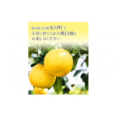 【先行予約】山本果樹園の晩白柚 2玉(2Lサイズ)《12月中旬-3月中旬頃出荷》