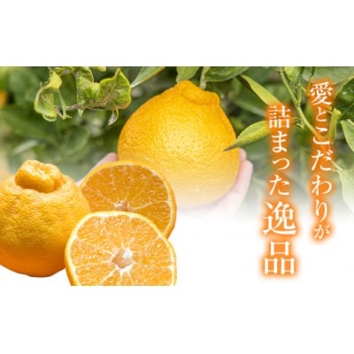 福岡農園 不知火 2kg