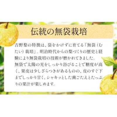 【2026年先行予約】熊本県氷川町産 吉野梨 品種おまかせ 約4kg (2～16玉前後)