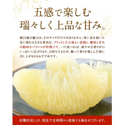 先行予約 晩白柚 約3kg 株式会社エフビーネット《12月上旬-1月下旬頃出荷》熊本県 氷川町 果物