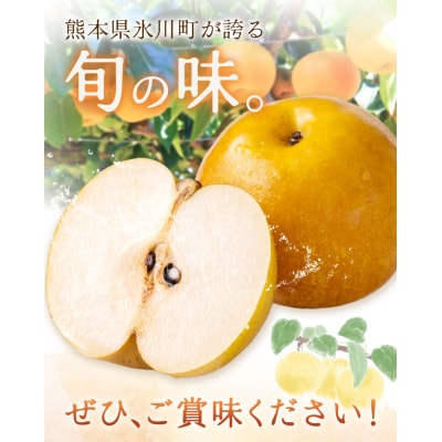 先行予約 旬 梨 フルーツ 豊水梨 約2kg 豊水 株式会社エフビーネット《8月中旬-9月上旬頃出荷