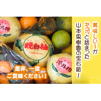 【先行予約】柑橘詰め合わせセット(5種類・10kg以上) 山本果樹園《12月上旬-1月上旬頃出荷》