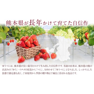 ゆうべに 約1kg エフビーネット 道の駅竜北《2027年1月上旬-4月中旬頃出荷》