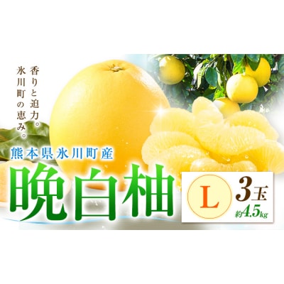 柑橘 晩白柚 L 3玉 4.5kg 日本フルーツ株式会社《12月上旬-2月末頃出荷》