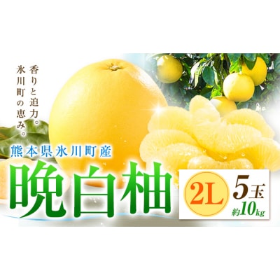 柑橘 晩白柚 2L 5玉 10kg 日本フルーツ株式会社《12月上旬-2月末頃出荷》