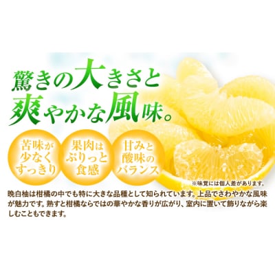 柑橘 晩白柚 3L 2玉 5kg 日本フルーツ株式会社《12月上旬-2月末頃出荷》