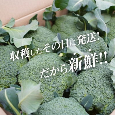 【収穫当日に発送】豊かな大地“へきなん”から贈る　ブロッコリー約11本【期間限定】　H139-022