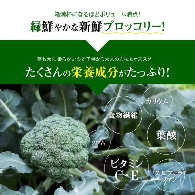 【収穫当日に発送】豊かな大地“へきなん”から贈る　ブロッコリー約11本【期間限定】　H139-022