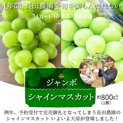特大房!大きく実った特大シャインマスカット 約800g以上(1房) H004-152