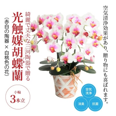 綺麗で丈夫な三河陶器で贈る光触媒胡蝶蘭小輪3本立(赤白の陶器×白桃色の花)　H100-086