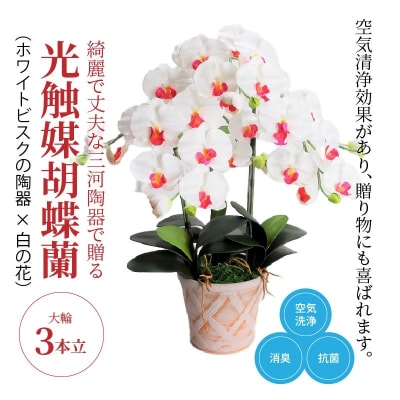 綺麗で丈夫な三河陶器で贈る光触媒胡蝶蘭大輪3本立(ホワイトビスクの陶器×白の花)　H100-091