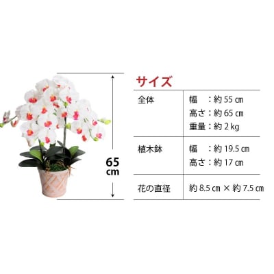 綺麗で丈夫な三河陶器で贈る光触媒胡蝶蘭大輪3本立(ホワイトビスクの陶器×白の花)　H100-091